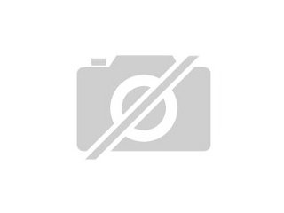 Einen Malteserrüden oder einen Bicon Frieserüden -